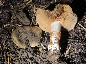  (Cortinarius sp. Harrower37 - HAY-F-007106)  @11 [ ] by-nc (2023) Dean Lyons Fungal Diversity Survey