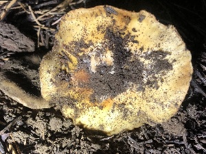  ( - HAY-F-007106)  @11 [ ] by-nc (2023) Dean Lyons Fungal Diversity Survey