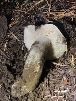  (Tricholoma venenatoides - HAY-F-007099)  @11 [ ] by-nc (2023) Dean Lyons Fungal Diversity Survey