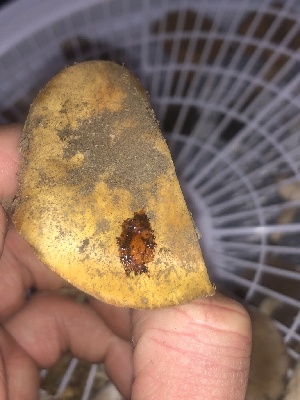  ( - HAY-F-007106)  @11 [ ] by-nc (2023) Dean Lyons Fungal Diversity Survey