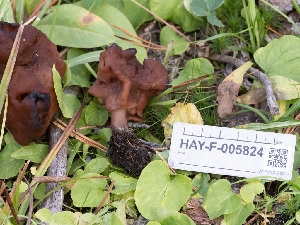  ( - HAY-F-005824)  @11 [ ] by-nc (2023) Stu Pickell Fungal Diversity Survey