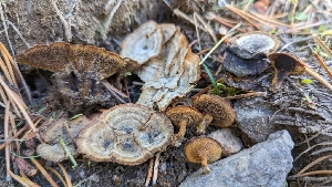  (Coltricia sp. CA01 - HAY-F-001484)  @11 [ ] c (2023) Michelle C. Torres-Grant Fungal Diversity Survey