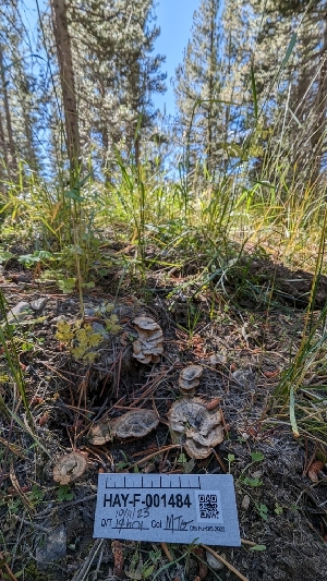  ( - HAY-F-001484)  @11 [ ] c (2023) Michelle C. Torres-Grant Fungal Diversity Survey