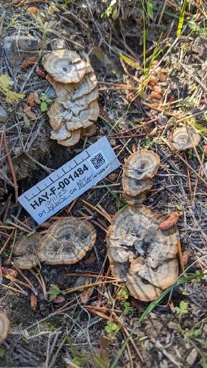  ( - HAY-F-001484)  @11 [ ] c (2023) Michelle C. Torres-Grant Fungal Diversity Survey