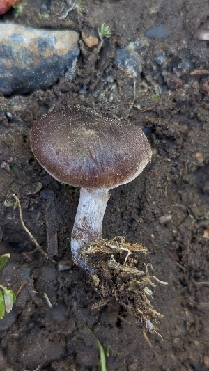  (Cortinarius - HAY-F-001485)  @11 [ ] c (2023) Michelle C. Torres-Grant Fungal Diversity Survey