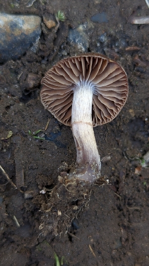  ( - HAY-F-001485)  @11 [ ] c (2023) Michelle C. Torres-Grant Fungal Diversity Survey