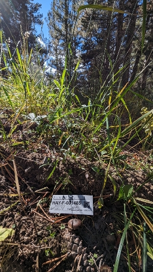  ( - HAY-F-001485)  @11 [ ] c (2023) Michelle C. Torres-Grant Fungal Diversity Survey