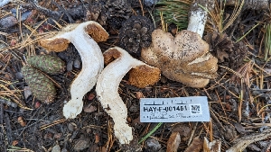  ( - HAY-F-001481)  @11 [ ] c (2023) Michelle C. Torres-Grant Fungal Diversity Survey