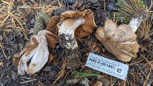  ( - HAY-F-001481)  @11 [ ] c (2023) Michelle C. Torres-Grant Fungal Diversity Survey