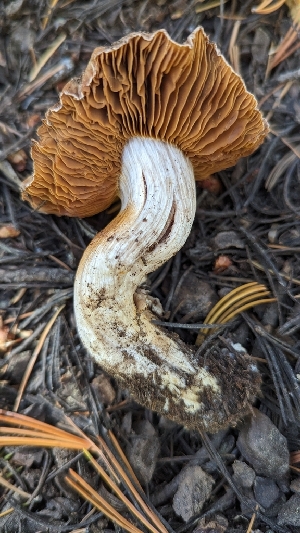  ( - HAY-F-001481)  @11 [ ] c (2023) Michelle C. Torres-Grant Fungal Diversity Survey