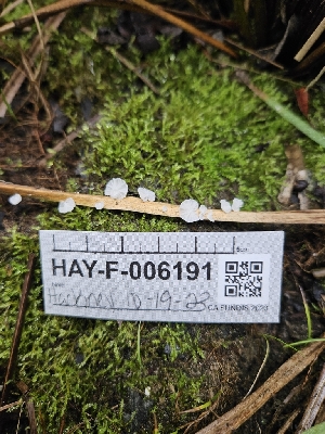  ( - HAY-F-006191)  @11 [ ] by (2023) Mandy Hackney Fungal Diversity Survey
