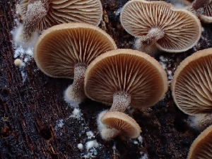  ( - HAY-F-006192)  @11 [ ] by (2023) Mandy Hackney Fungal Diversity Survey