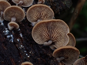  ( - HAY-F-006192)  @11 [ ] by (2023) Mandy Hackney Fungal Diversity Survey