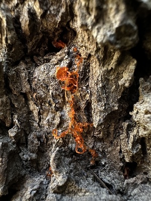  ( - HAY-F-005643)  @11 [ ] c (2023) Rudy Diaz Fungal Diversity Survey