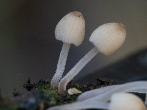  ( - HAY-F-005873)  @11 [ ] by-nc (2023) Stu Pickell Fungal Diversity Survey