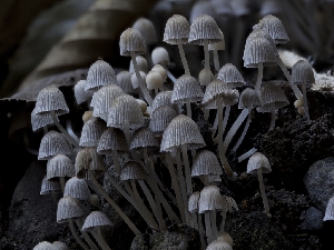 ( - HAY-F-005873)  @11 [ ] by-nc (2023) Stu Pickell Fungal Diversity Survey
