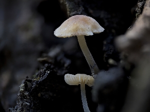  (Mycena sp. CA14 - HAY-F-005965)  @11 [ ] by-nc (2023) Stu Pickell Fungal Diversity Survey