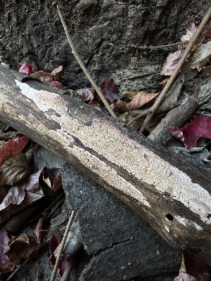  (Ceriporia - HAY-F-005751)  @11 [ ] c (2023) Rudy Diaz Fungal Diversity Survey