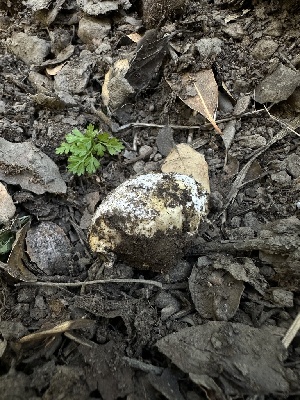  (Abstoma - HAY-F-005702)  @11 [ ] c (2023) Rudy Diaz Fungal Diversity Survey