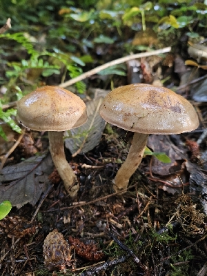  ( - HAY-F-006306)  @11 [ ] by (2023) Mandy Hackney Fungal Diversity Survey