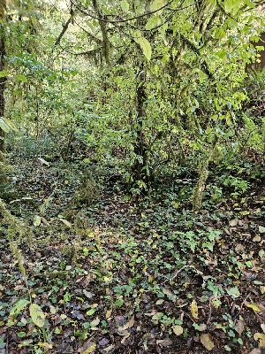  ( - HAY-F-006306)  @11 [ ] by (2023) Mandy Hackney Fungal Diversity Survey