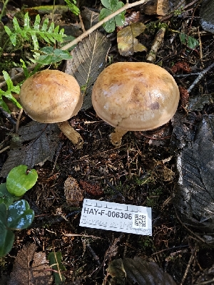  ( - HAY-F-006306)  @11 [ ] by (2023) Mandy Hackney Fungal Diversity Survey