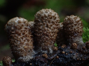  ( - HAY-F-006196)  @11 [ ] by (2023) Mandy Hackney Fungal Diversity Survey