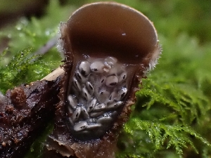  ( - HAY-F-006196)  @11 [ ] by (2023) Mandy Hackney Fungal Diversity Survey