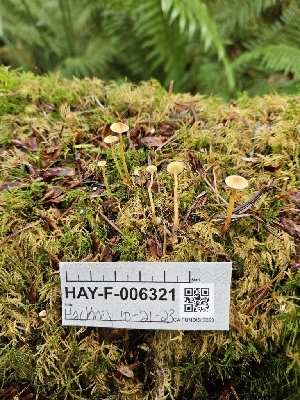  ( - HAY-F-006321)  @11 [ ] by (2023) Mandy Hackney Fungal Diversity Survey