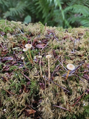  ( - HAY-F-006321)  @11 [ ] by (2023) Mandy Hackney Fungal Diversity Survey