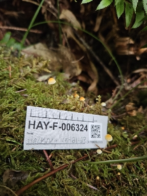  ( - HAY-F-006324)  @11 [ ] by (2023) Mandy Hackney Fungal Diversity Survey