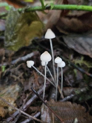  (Mycena sp. filopes-PNW12 - HAY-F-006213)  @11 [ ] by (2023) Mandy Hackney Fungal Diversity Survey
