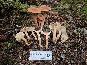  ( - HAY-F-006215)  @11 [ ] by (2023) Mandy Hackney Fungal Diversity Survey