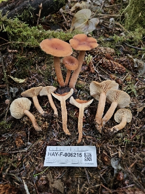  ( - HAY-F-006215)  @11 [ ] by (2023) Mandy Hackney Fungal Diversity Survey
