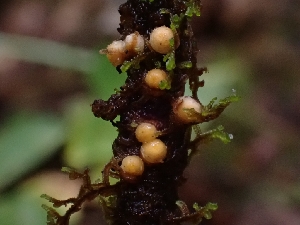  ( - HAY-F-006301)  @11 [ ] by (2023) Mandy Hackney Fungal Diversity Survey