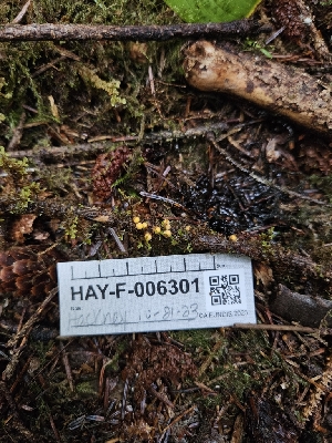  ( - HAY-F-006301)  @11 [ ] by (2023) Mandy Hackney Fungal Diversity Survey