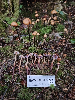  ( - HAY-F-006331)  @11 [ ] by (2023) Mandy Hackney Fungal Diversity Survey