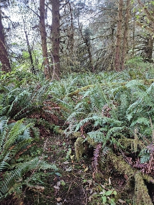  ( - HAY-F-006331)  @11 [ ] by (2023) Mandy Hackney Fungal Diversity Survey
