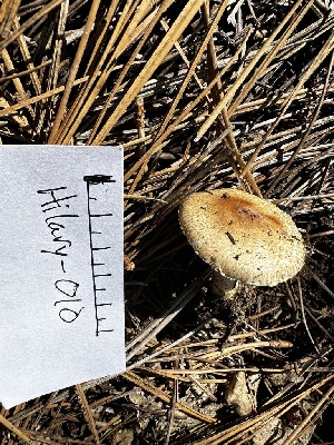  ( - HAY-F-005480)  @11 [ ] by-nc (2023) Aaron Tupac Fungal Diversity Survey