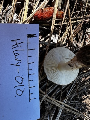  ( - HAY-F-005480)  @11 [ ] by-nc (2023) Aaron Tupac Fungal Diversity Survey