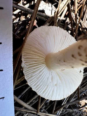  ( - HAY-F-005480)  @11 [ ] by-nc (2023) Aaron Tupac Fungal Diversity Survey