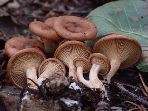 (Atractosporocybe sp. CA01 - HAY-F-003412)  @11 [ ] by-nc (2023) Sadie Hickey Fungal Diversity Survey