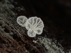  (Clitopilus sp. CA06 - HAY-F-003414)  @11 [ ] by-nc (2023) Sadie Hickey Fungal Diversity Survey