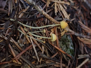  ( - HAY-F-003417)  @11 [ ] by-nc (2023) Sadie Hickey Fungal Diversity Survey