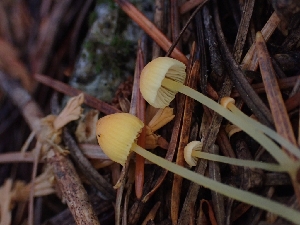  ( - HAY-F-003417)  @11 [ ] by-nc (2023) Sadie Hickey Fungal Diversity Survey