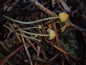  ( - HAY-F-003417)  @11 [ ] by-nc (2023) Sadie Hickey Fungal Diversity Survey