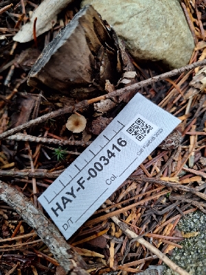  ( - HAY-F-003416)  @11 [ ] by-nc (2023) Sadie Hickey Fungal Diversity Survey