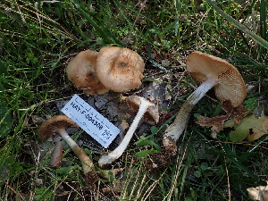  ( - HAY-F-004308)  @11 [ ] by-nc (2023) Jaren Hockert Fungal Diversity Survey