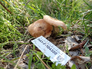  ( - HAY-F-004308)  @11 [ ] by-nc (2023) Jaren Hockert Fungal Diversity Survey