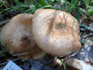  ( - HAY-F-004308)  @11 [ ] by-nc (2023) Jaren Hockert Fungal Diversity Survey